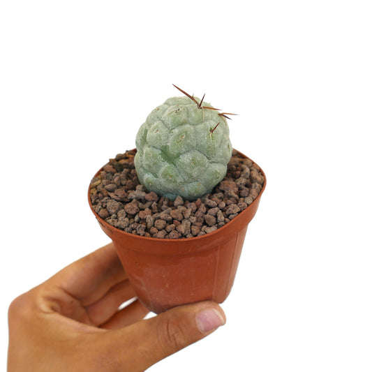 Tephrocactus geometricus liten sukkulent kaktus med avrundede segmenter og brune torner i potte