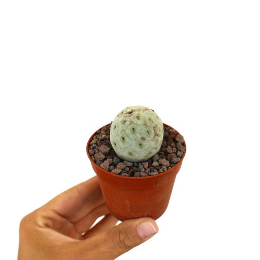 Tephrocactus geometricus piccolo cactus succulento rotondo con superficie verde pallido e texture in vaso