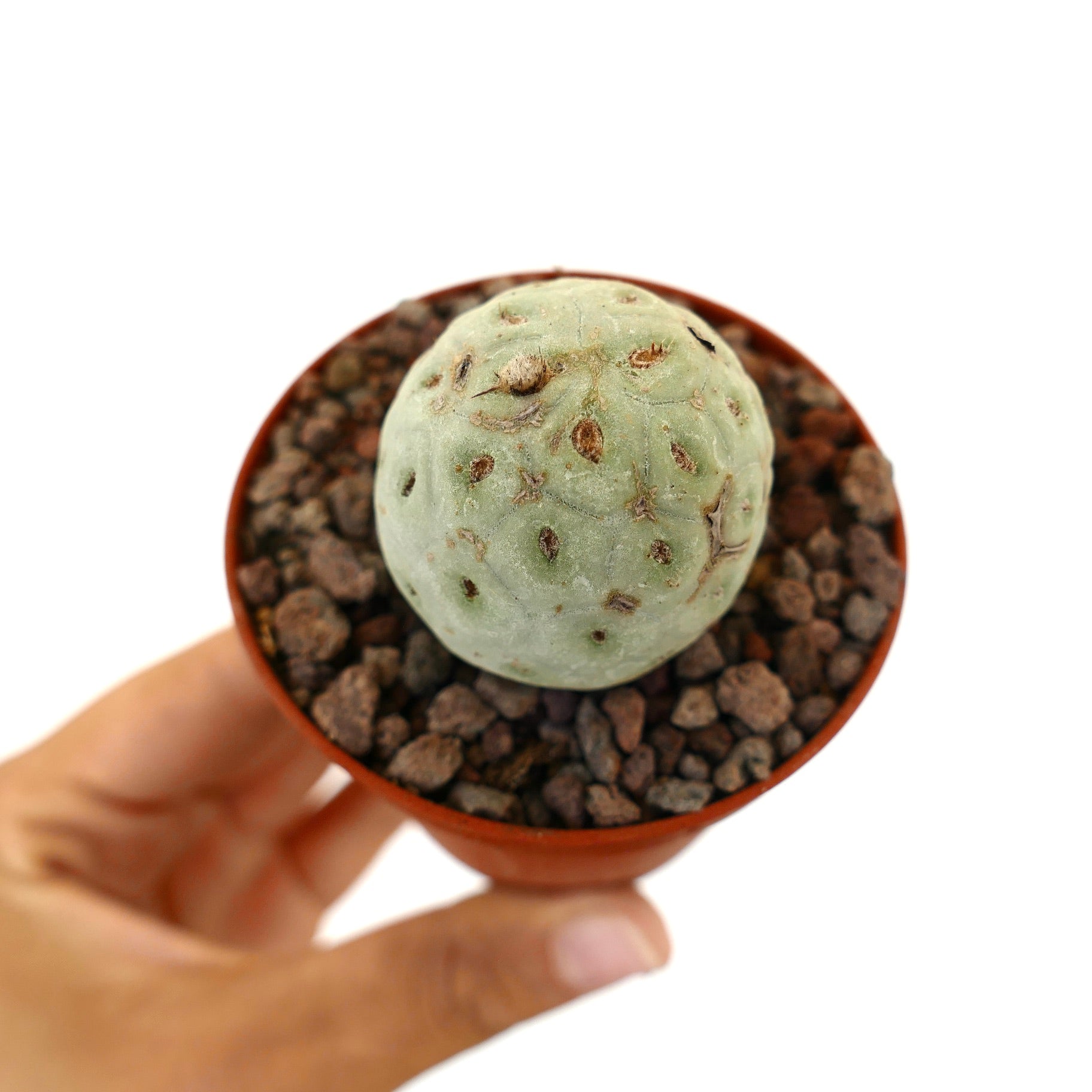 Tephrocactus geometricus rund, blek grønn saftig kaktus med små brune areoler