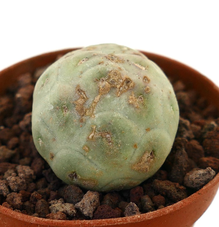 Tephrocactus geometricus raro cactus succulento con corpo arrotondato verde pallido e superficie testurizzata