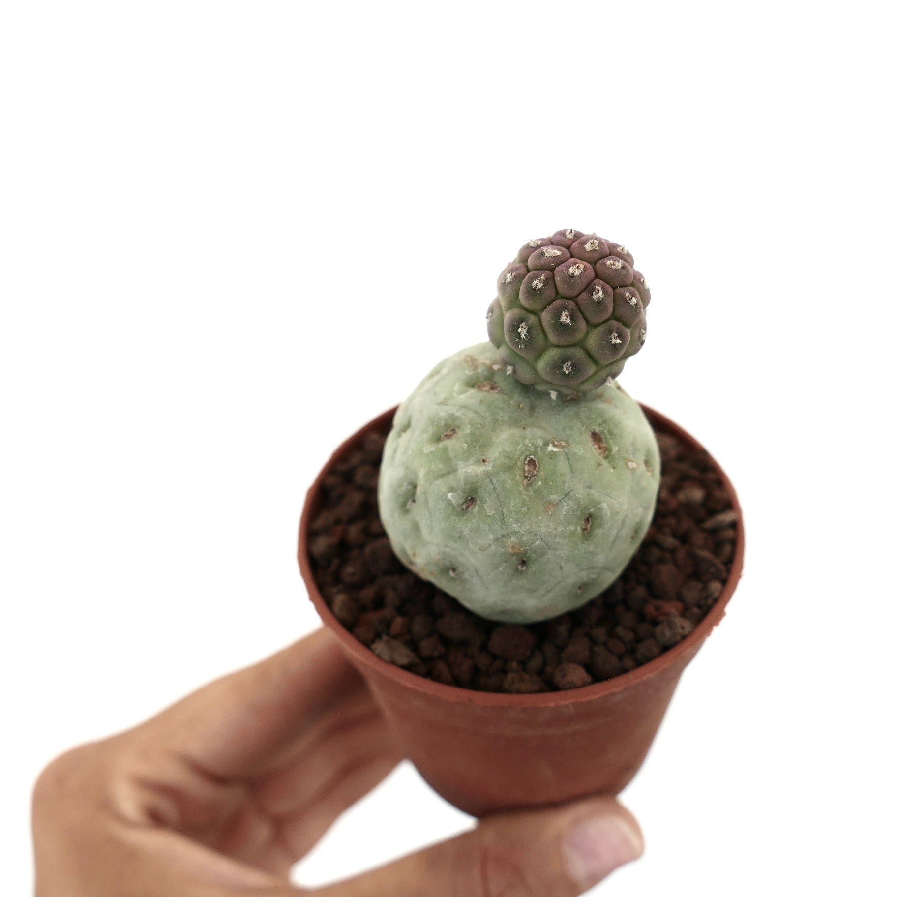 Tephrocactus geometricus sjelden sukkulent kaktus med to distinkte avrundede stammer i potte