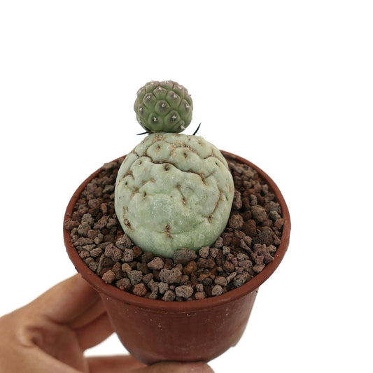Tephrocactus geometricus sukkulent kaktus med to distinkte avrundede stammer og teksturert overflate