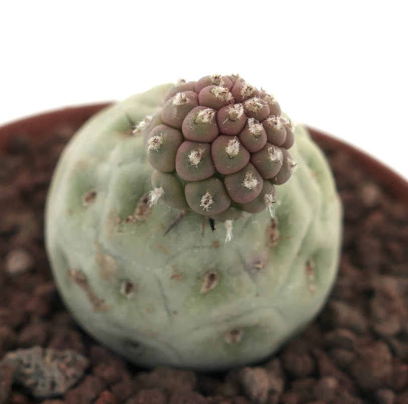 Tephrocactus geometricus rare succulent cactus with clustered rounded tubercles and woolly areoles