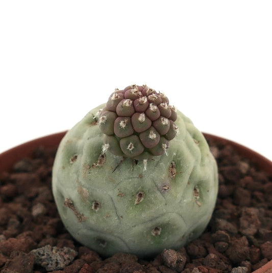 Tephrocactus geometricus raro cactus succulento con crescita segmentata arrotondata e piccole spine