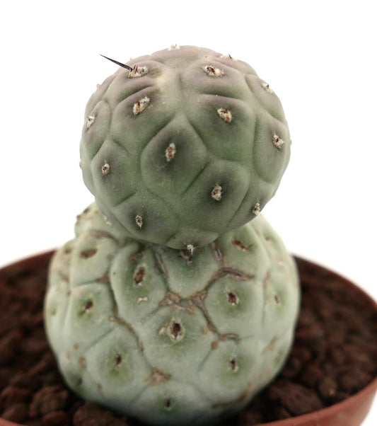 Tephrocactus geometricus rare succulent cactus with two rounded green segments and small spines