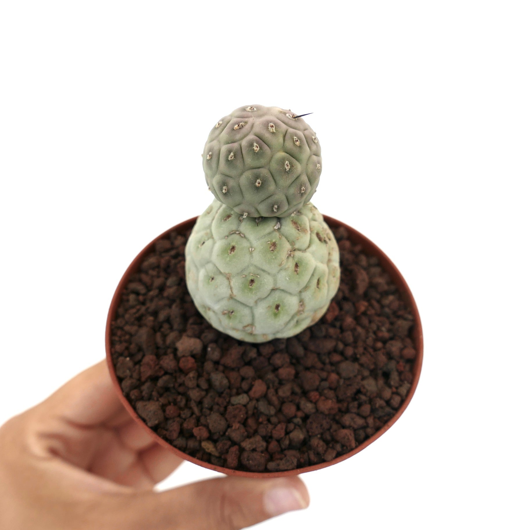 Tephrocactus geometricus rare succulent cactus with two rounded green segmented stems in pot