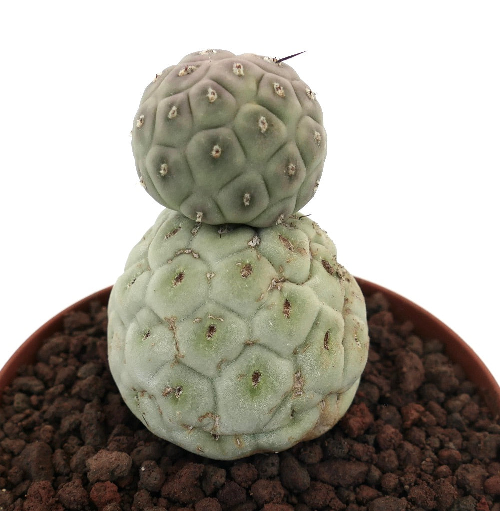 Tephrocactus geometricus rare succulent cactus with two rounded, segmented green stems in pot