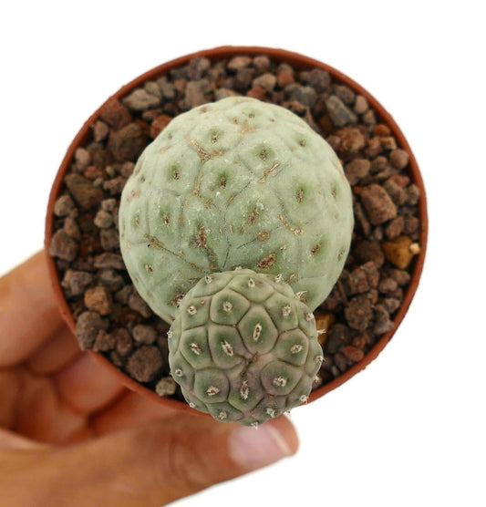 Cactus succulento Tephrocactus geometricus con due gambi verdi segmentati e arrotondati in vaso