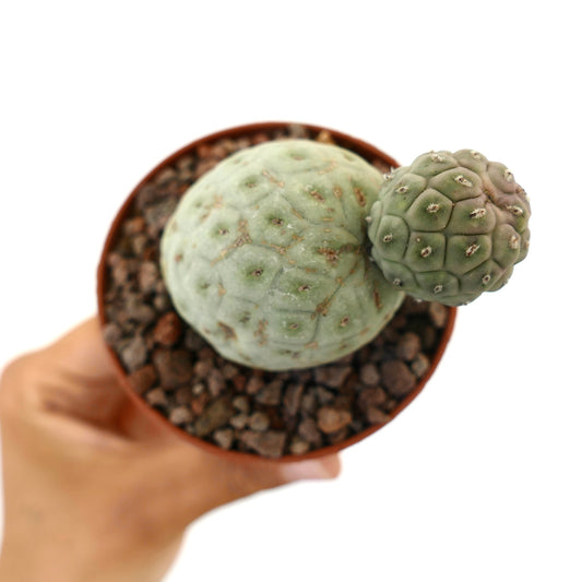 Tephrocactus geometricus cactus succulento con due fusti verdi arrotondati e strutturati in vaso