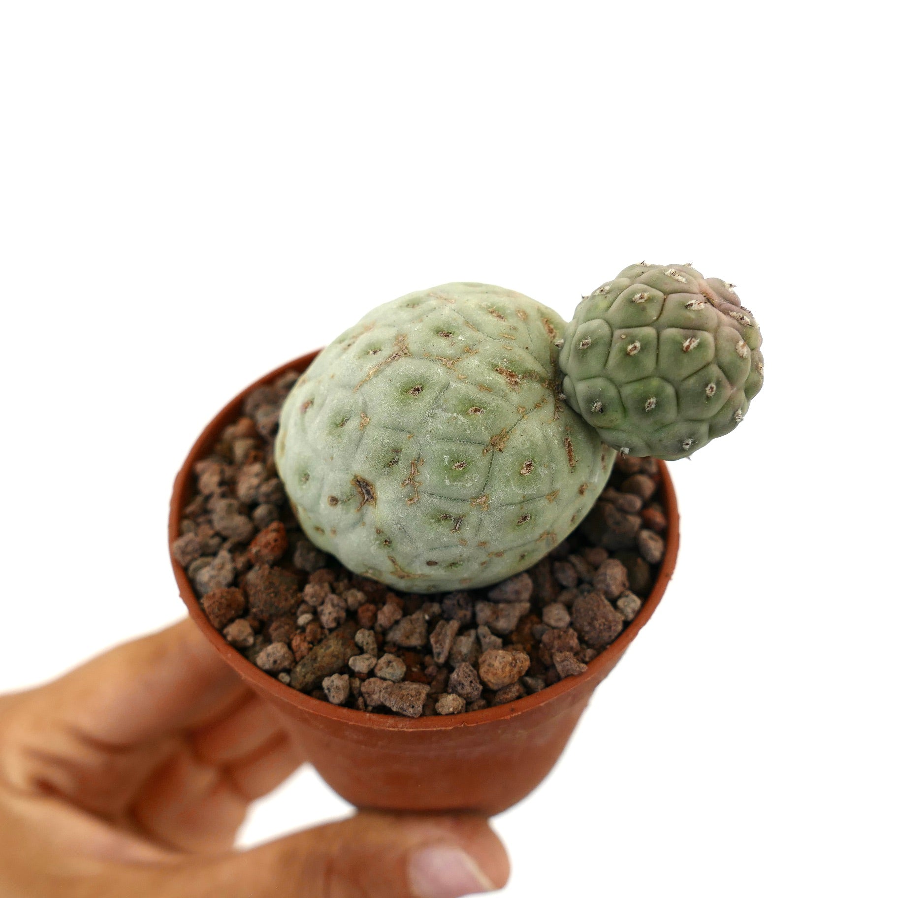 Tephrocactus geometricus raro cactus succulento con due steli arrotondati verdi e texture in vaso