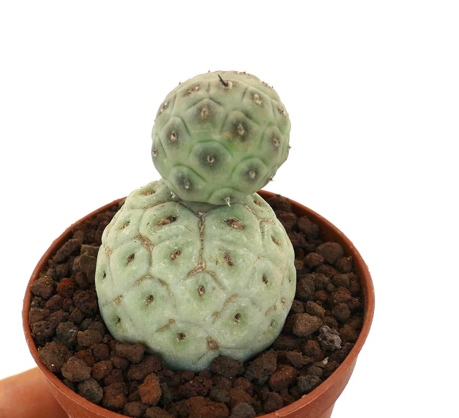 Tephrocactus geometricus sjelden sukkulent kaktus med to avrundede stilker og korte torner