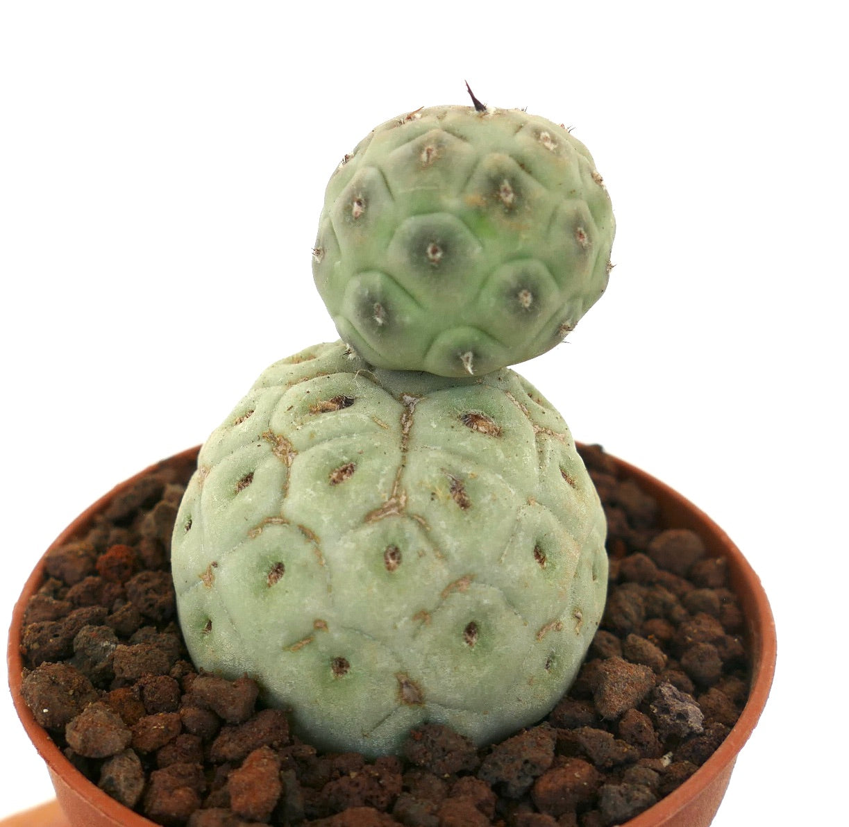 Tephrocactus geometricus sjelden sukkulent kaktus med avrundede segmenterte stilker og korte torner