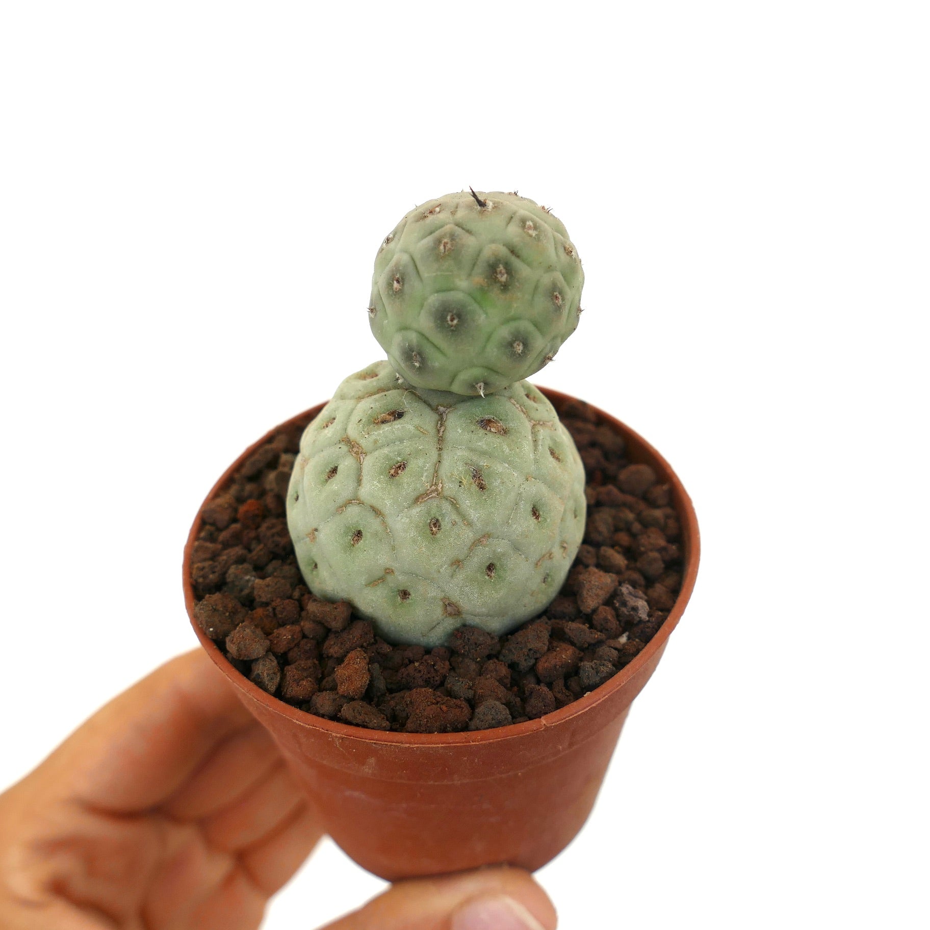 Tephrocactus geometricus sjelden sukkulent kaktus med runde segmenterte stilker og korte torner