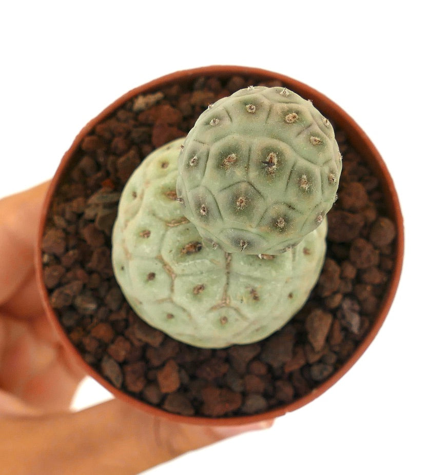 Tephrocactus geometricus sjelden sukkulent kaktus med avrundede segmenterte stilker og korte pigger