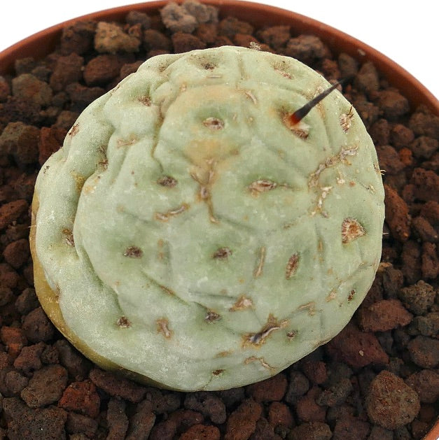 Tephrocactus geometricus succulent cactus with pale green rounded stem and short black spines