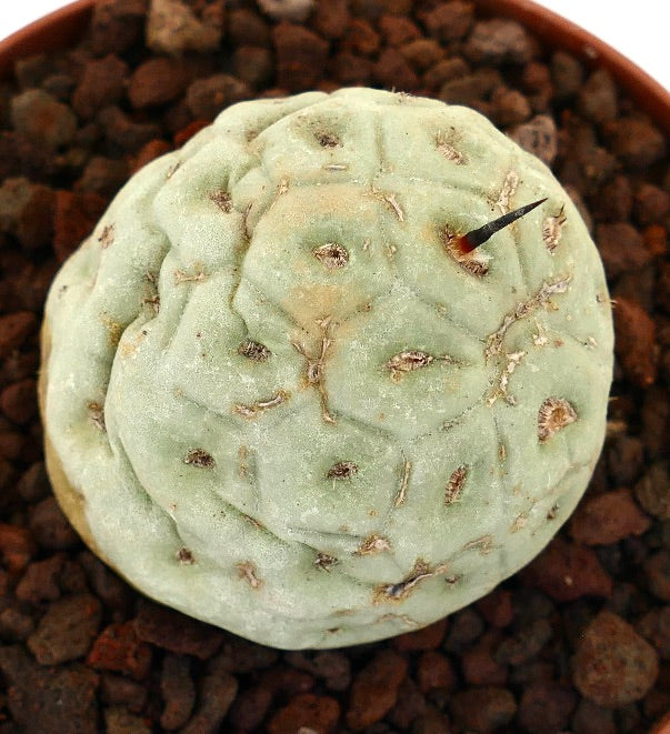 Tephrocactus geometricus rare succulent cactus with rounded segments and short black spine