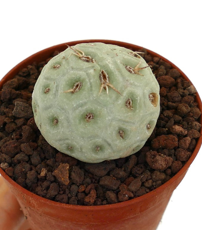 Tephrocactus geometricus small round succulent cactus with short brown spines in pot