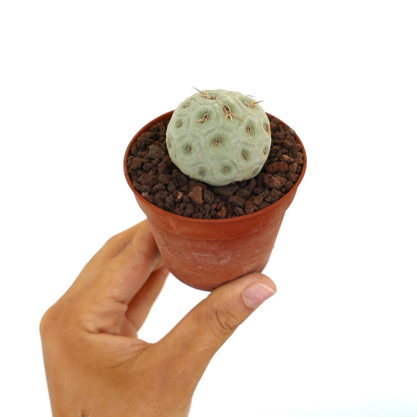 Tephrocactus geometricus small round succulent cactus with short brown spines in pot