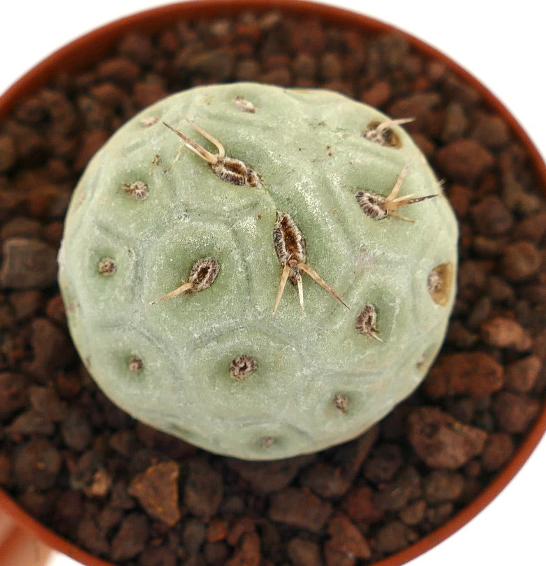 Tephrocactus geometricus succulent cactus with short brown spines and rounded segments