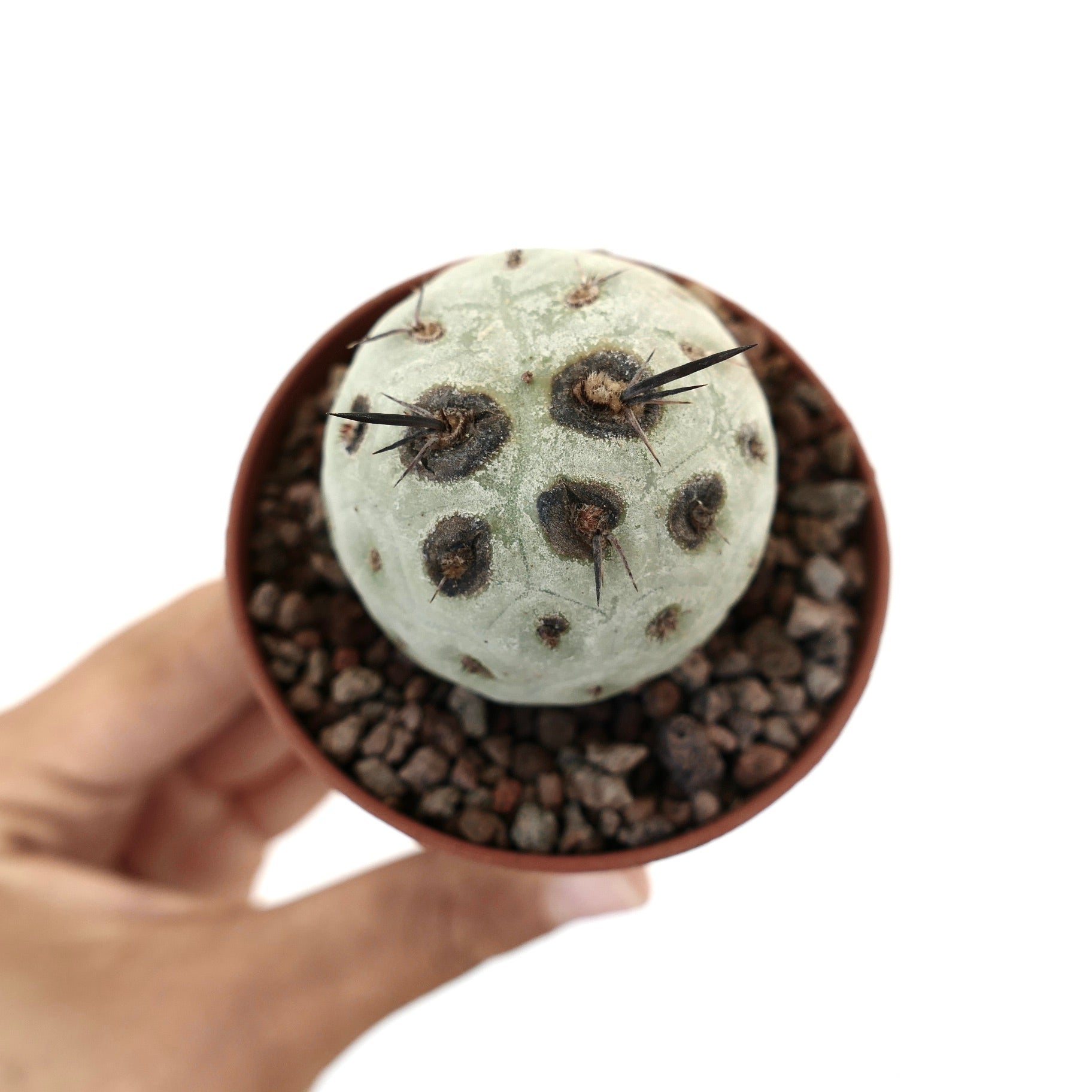 Tephrocactus geometricus liten rund sukkulent kaktus med svarte torner og flekker i potte