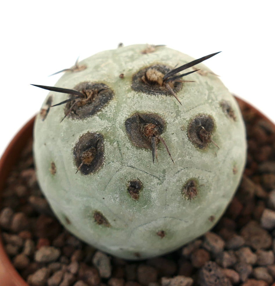 Tephrocactus geometricus sjelden sukkulent kaktus med svarte flekker og skarpe tagger i potte