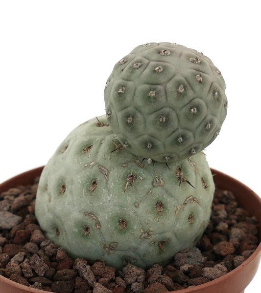 Tephrocactus geometricus sjelden sukkulentkaktus med avrundede, segmenterte grønne stilker og små torner