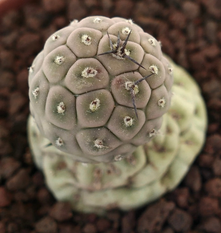 Tephrocactus geometricus sjelden sukkulent kaktus med avrundede segmenterte stilker og spredte pigger