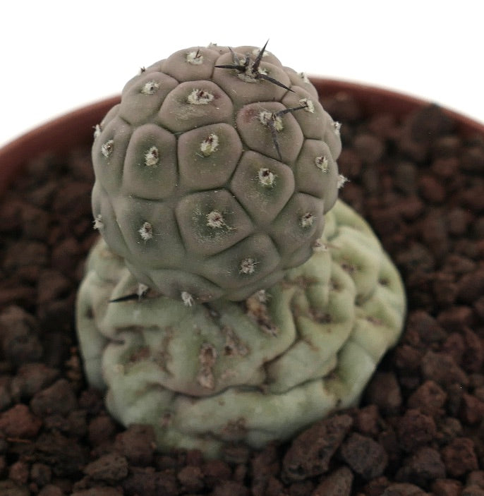 Tephrocactus geometricus sjelden sukkulent kaktus med avrundede segmenterte stilker og små torner