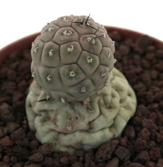 Tephrocactus geometricus raro cactus succulento con fusti segmentati arrotondati e piccole spine