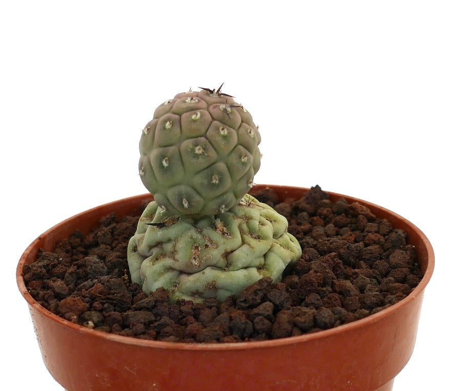 Tephrocactus geometricus sjelden sukkulent kaktus med to avrundede segmenterte stammer og små torner