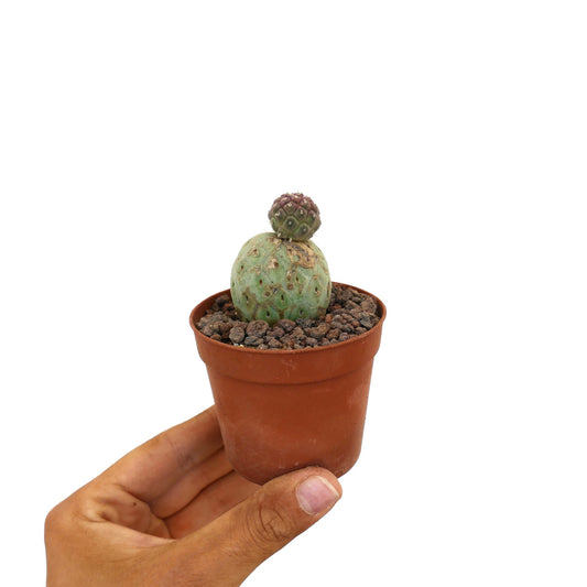 Tephrocactus geometricus raro cactus succulento con due fusti arrotondati verdi e viola in vaso