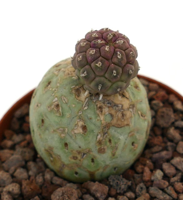 Tephrocactus geometricus raro cactus succulento con base verde testurizzata e sommità a pallina segmentata viola