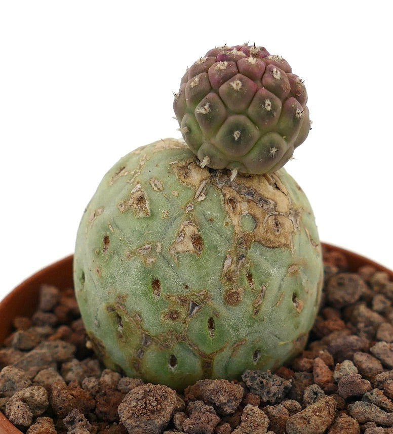 Tephrocactus geometricus raro cactus succulento con base verde testurizzata e sfera superiore viola
