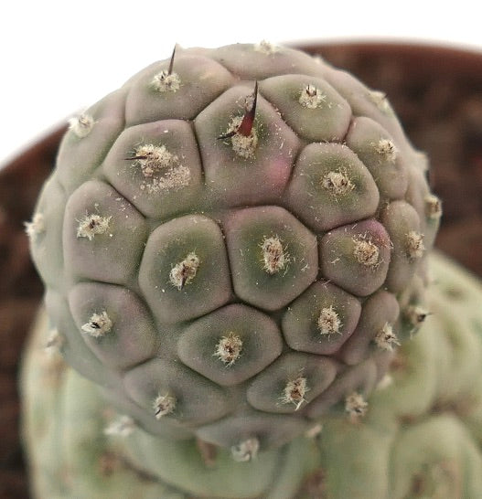 Tephrocactus geometricus raro cactus succulento con fusti segmentati arrotondati e piccole spine