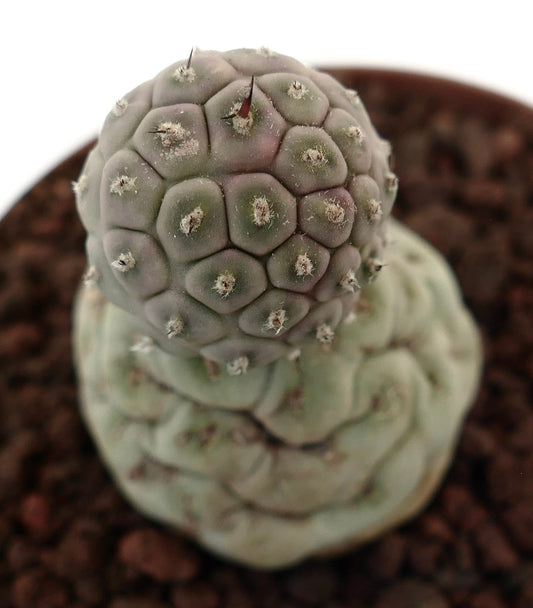 Tephrocactus geometricus raro cactus succulento con steli segmentati, arrotondati di colore verde-grigio e piccole spine