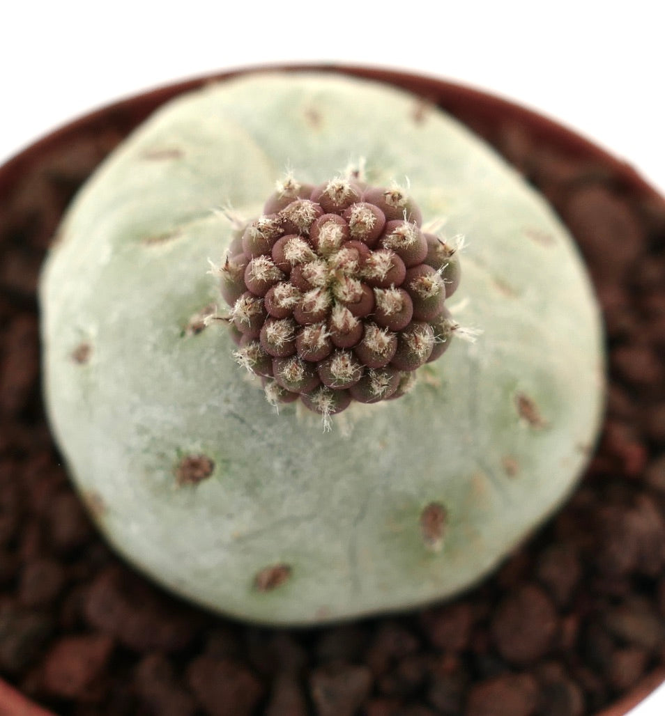 Tephrocactus geometricus raro cactus succulento con base rotonda di colore grigio-verde e germogli viola raggruppati
