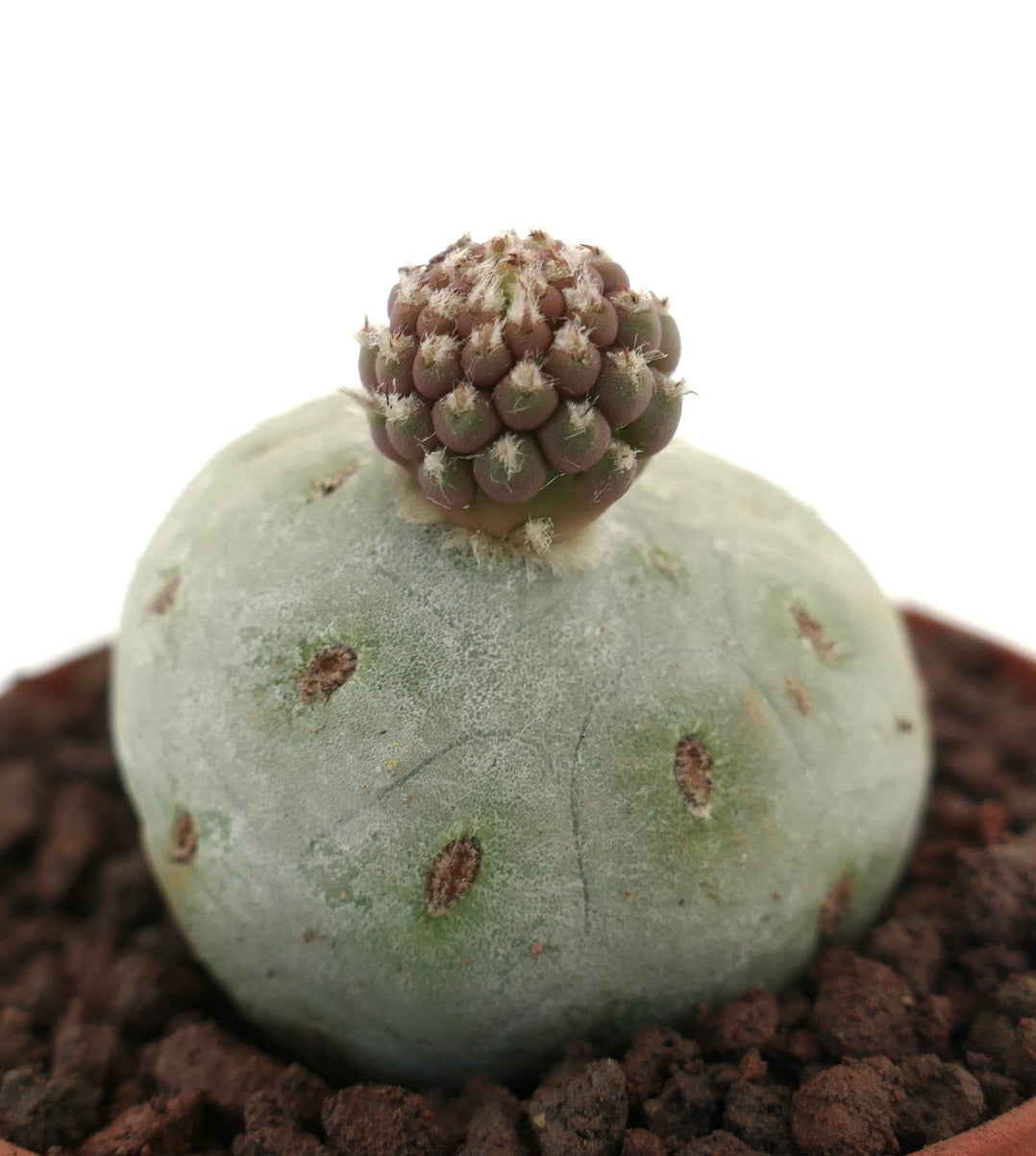 Tephrocactus geometricus raro cactus succulento con pale arrotondate e piccole escrescenze raggruppate