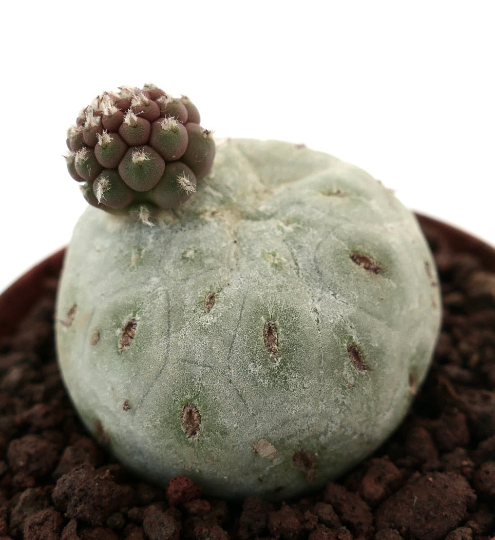 Tephrocactus geometricus raro cactus succulento con corpo rotondo grigio-verde e piccole escrescenze raggruppate