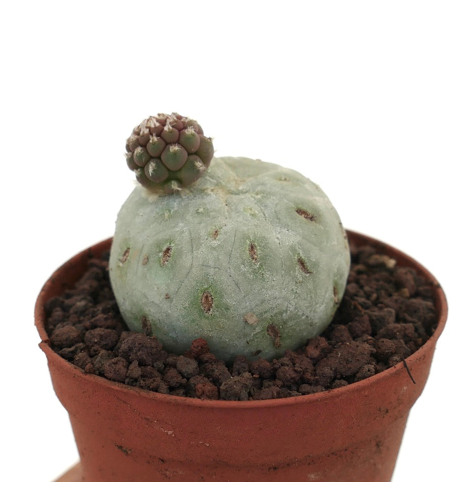 Tephrocactus geometricus raro cactus succulento con corpo arrotondato grigio-verde e piccole crescite raggruppate