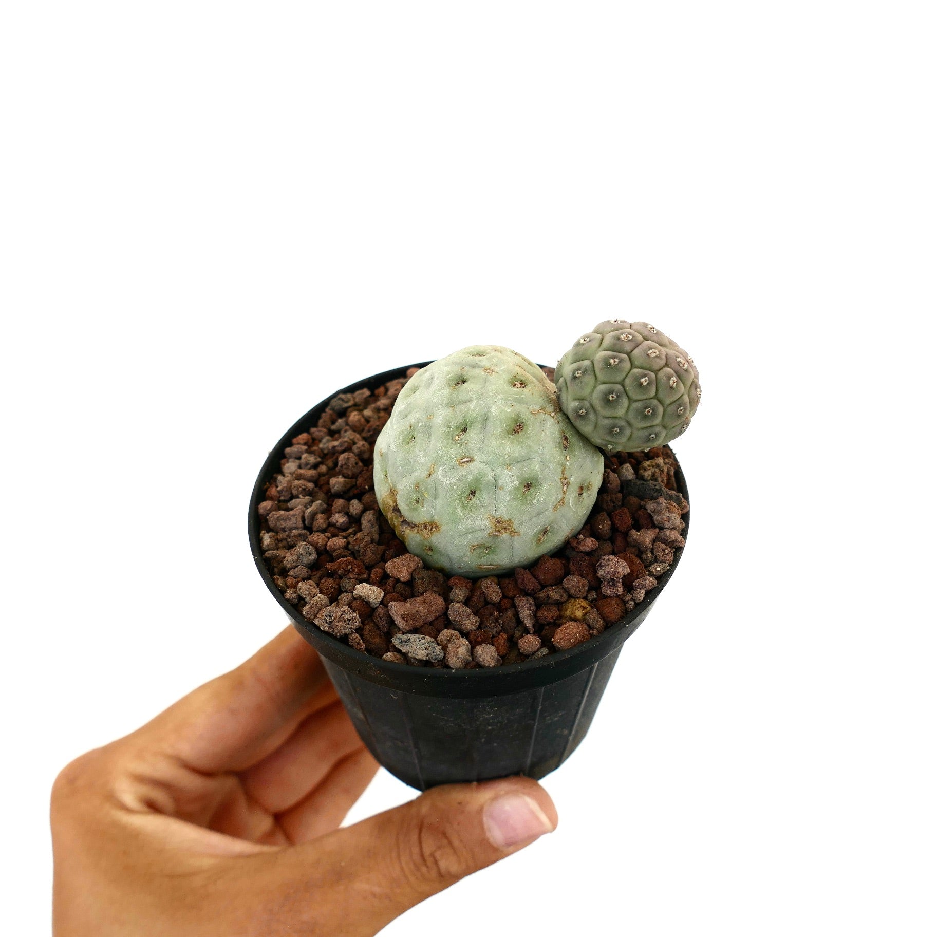 Tephrocactus geometricus rare succulent cactus with two rounded, textured green stems in pot