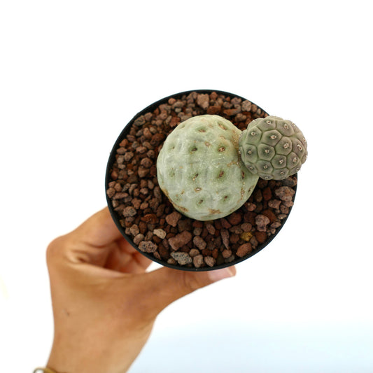 Tephrocactus geometricus sukkulent kaktus med to runde grønnaktige teksturerte kuler i potte