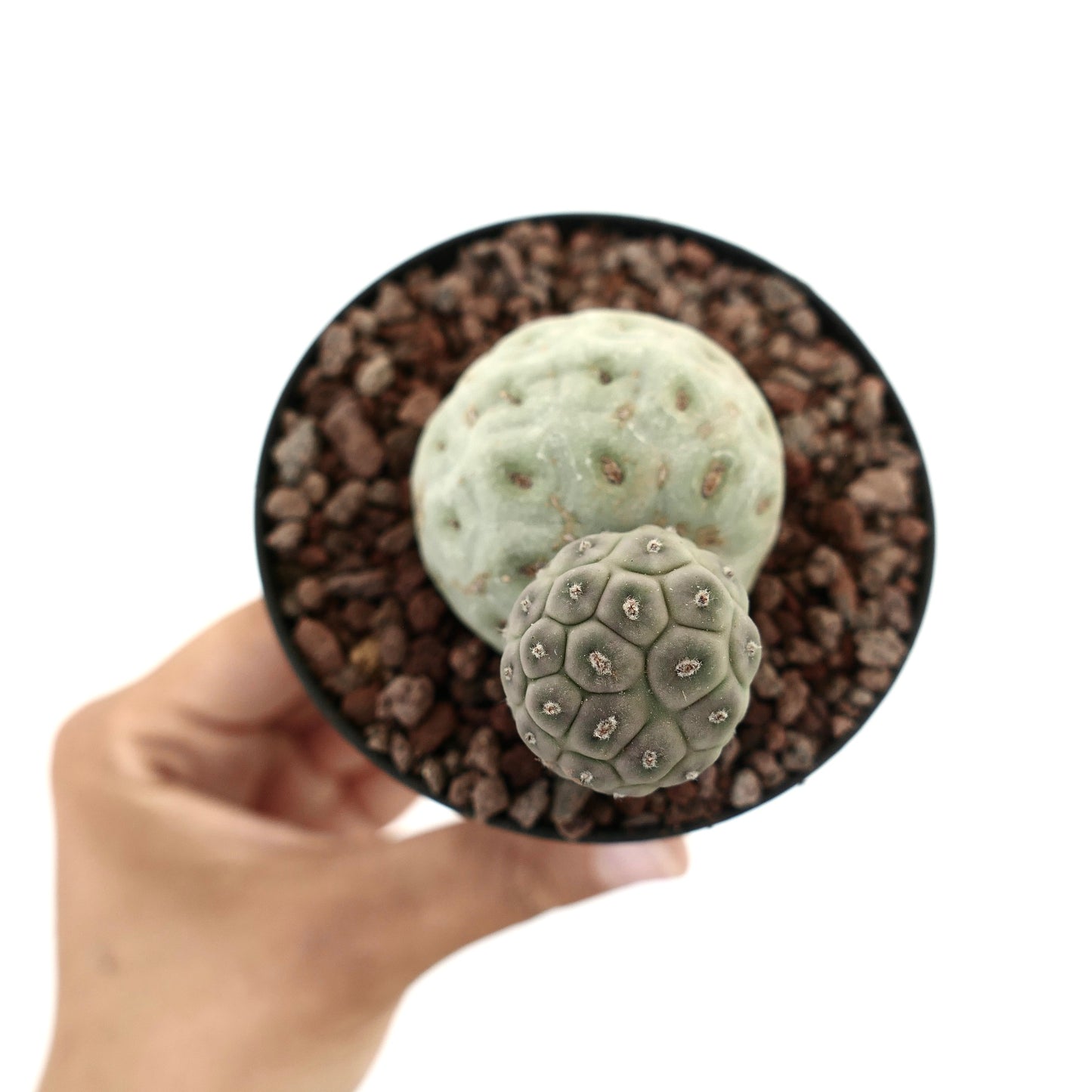 Tephrocactus geometricus succulent cactus with two rounded segmented green stems in pot