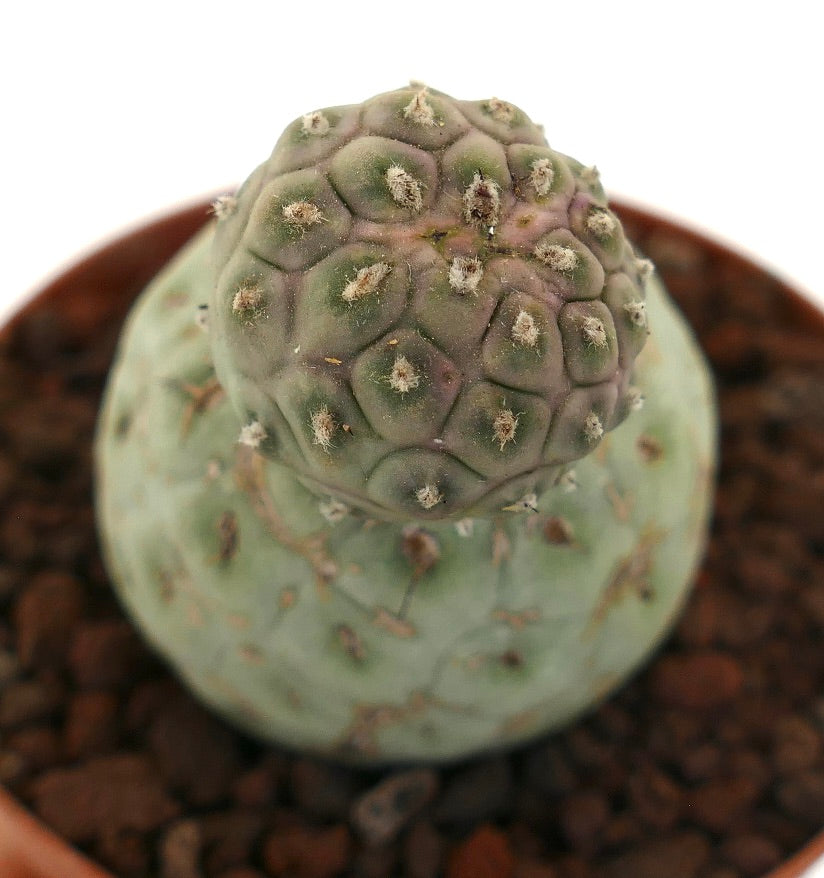 Tephrocactus geometricus rare succulent cactus with rounded segmented green stems and small spines