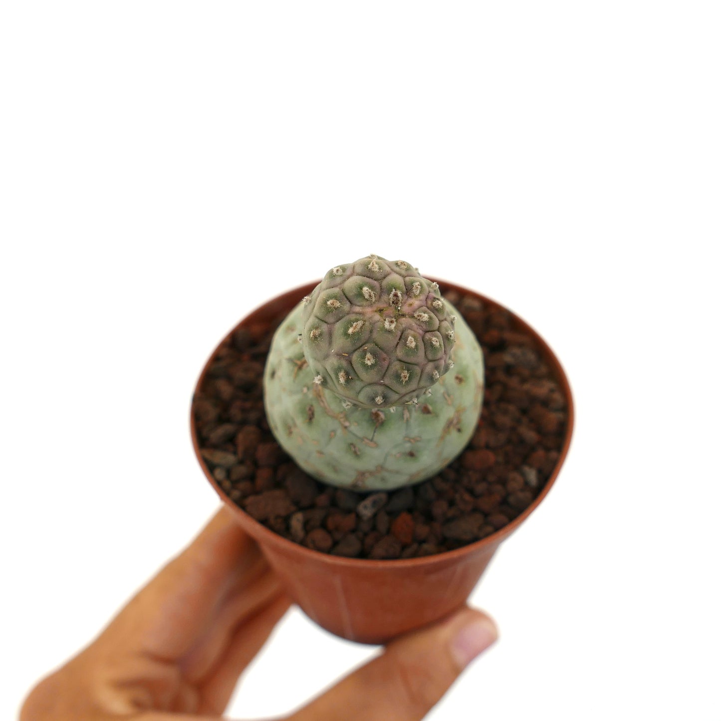 Tephrocactus geometricus small succulent cactus with rounded segmented growth in pot
