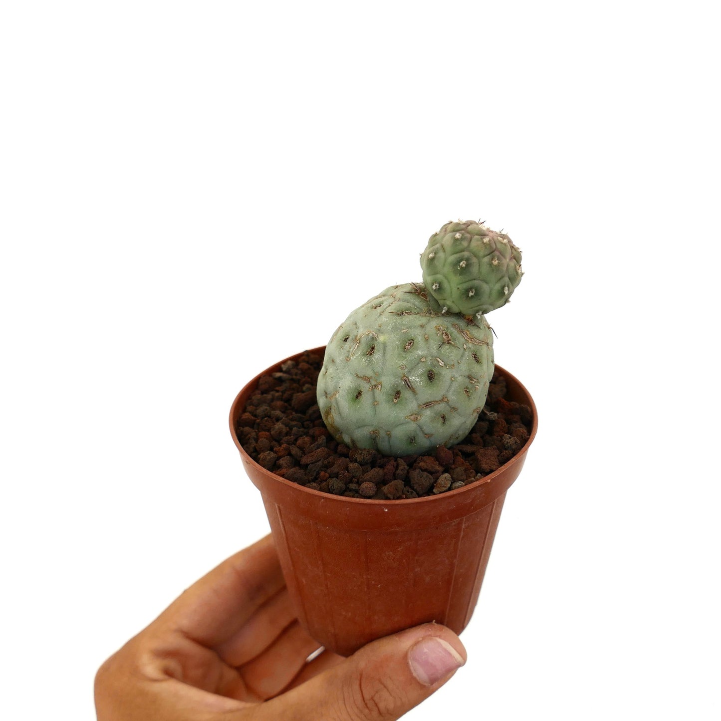Tephrocactus geometricus small succulent cactus with two rounded green segments in pot