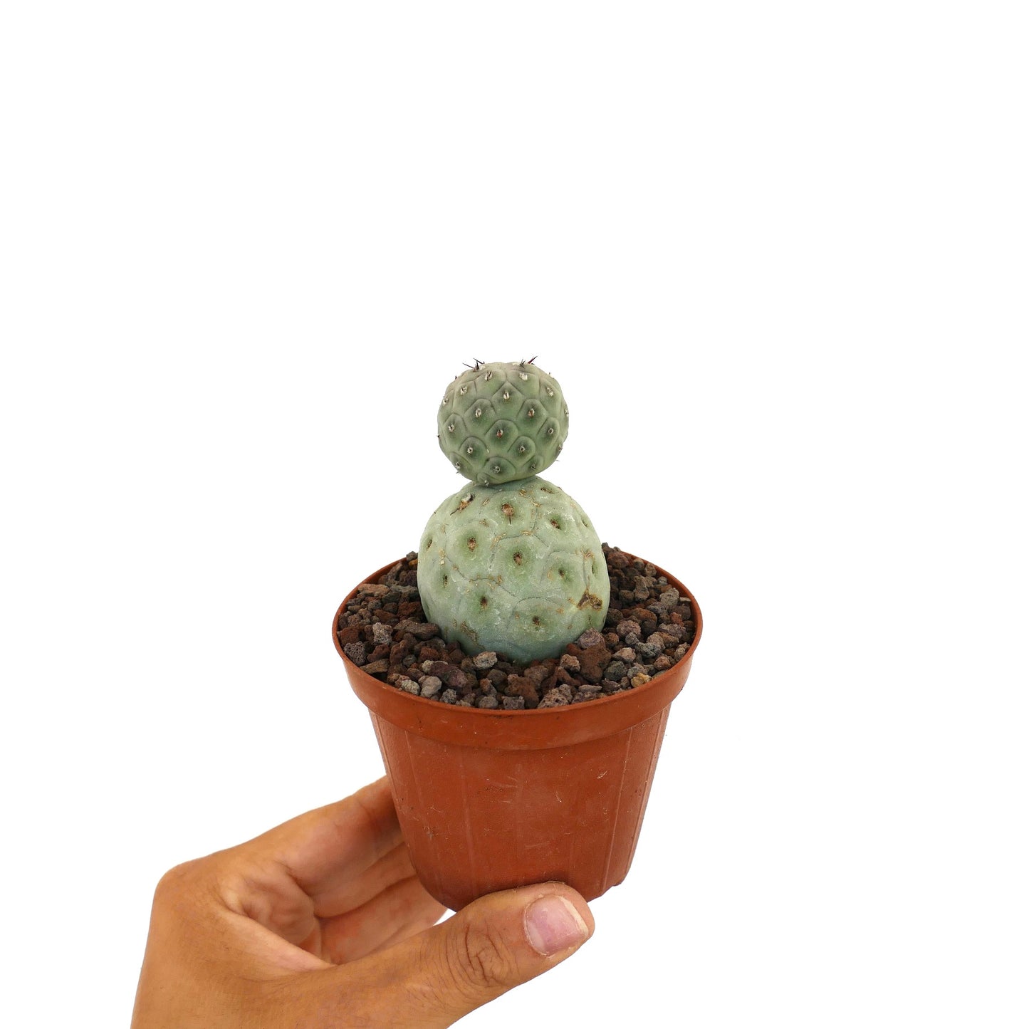 Tephrocactus geometricus sjelden sukkulent kaktus med to avrundede grønne segmenter og små torner i potte