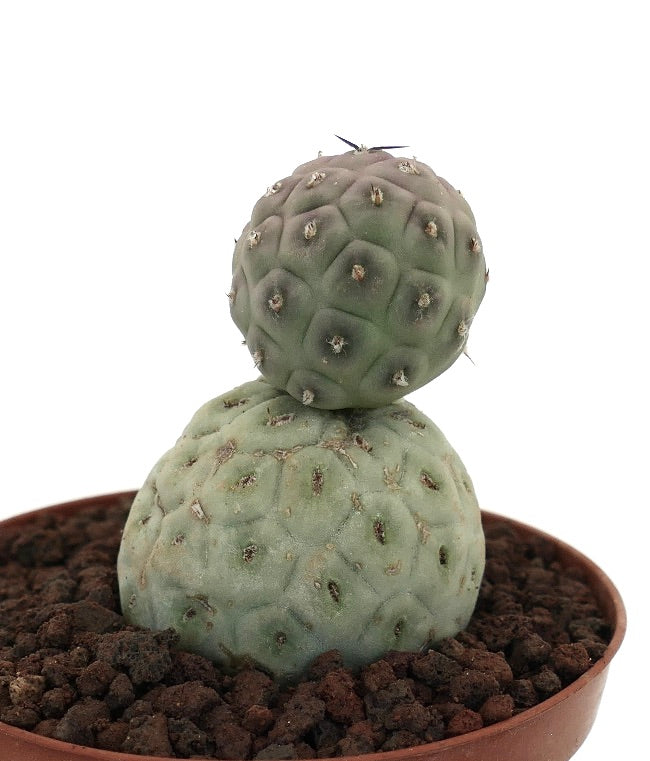 Tephrocactus geometricus rare succulent cactus with two rounded green stems and small spines