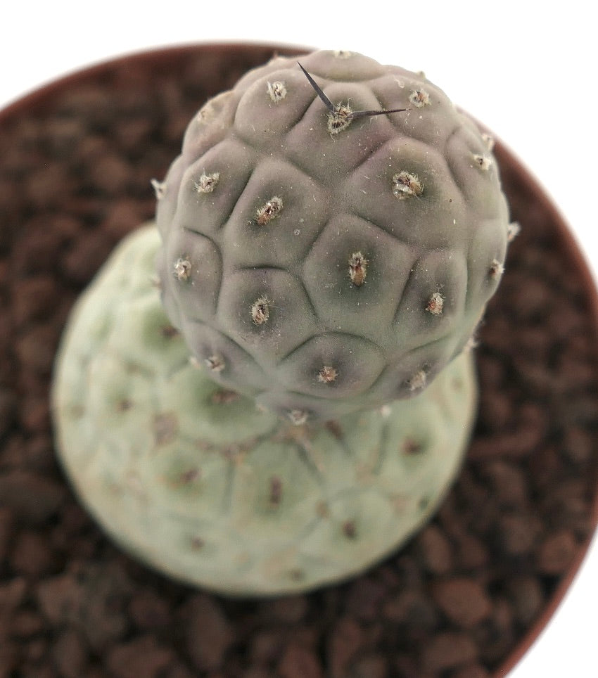 Tephrocactus geometricus rare succulent cactus with rounded segmented stems and sparse spines