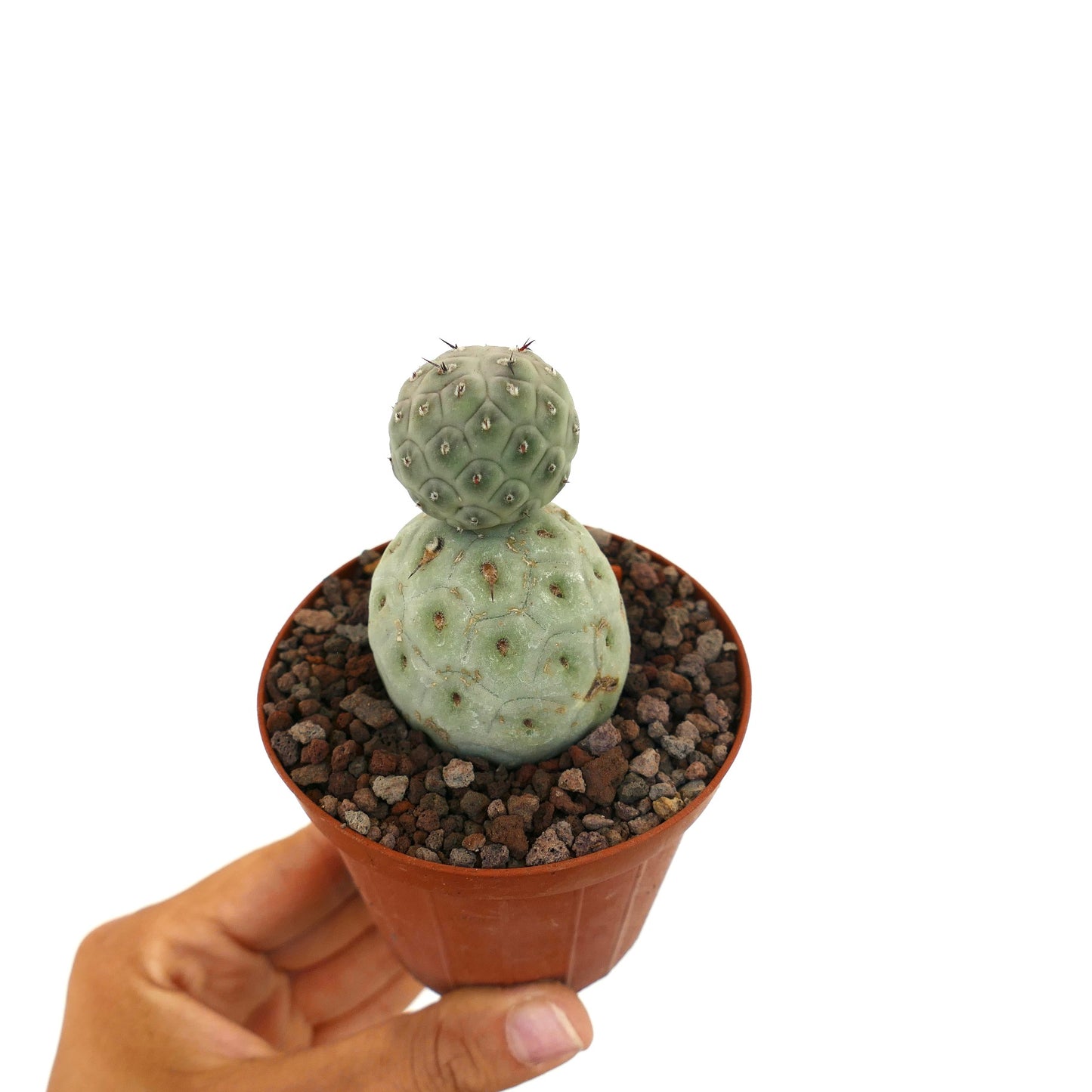 Tephrocactus geometricus sjelden sukkulent kaktus med to avrundede blågrønne stilker og små torner