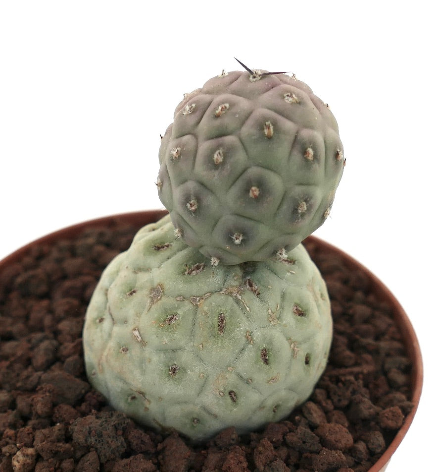 Tephrocactus geometricus rare succulent cactus with two rounded, textured green stems